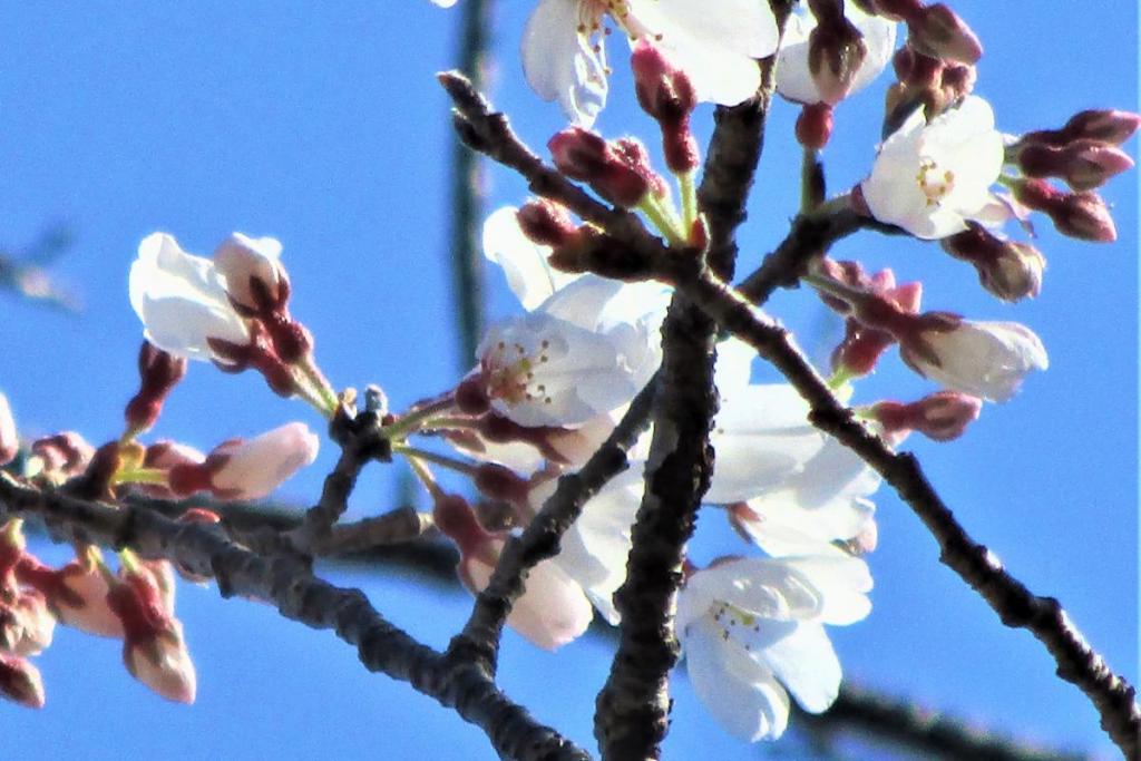 薄墨桜アップ2