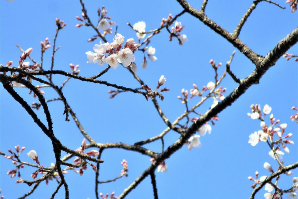 薄墨桜アップ3