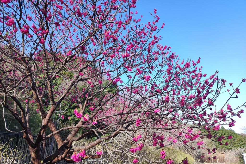 寒緋桜