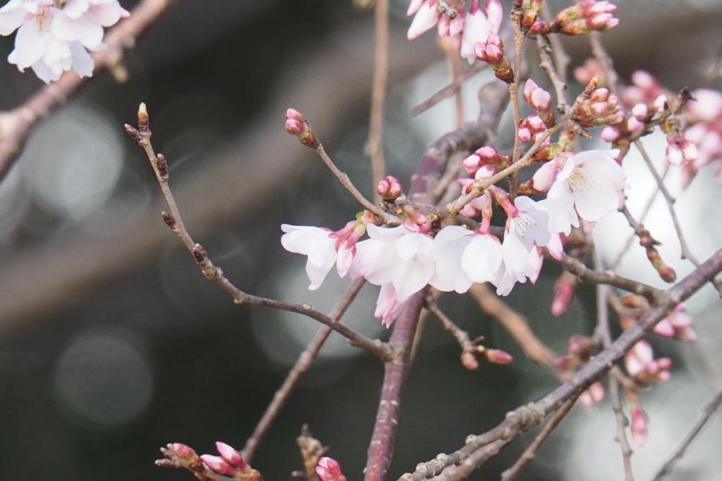 江戸彼岸桜