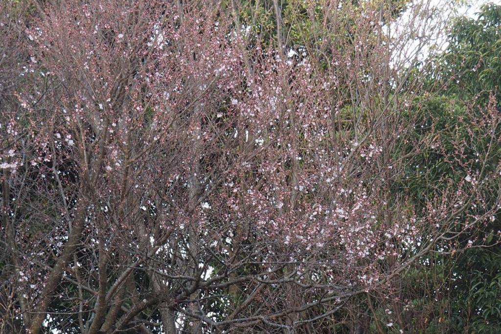 江戸彼岸桜