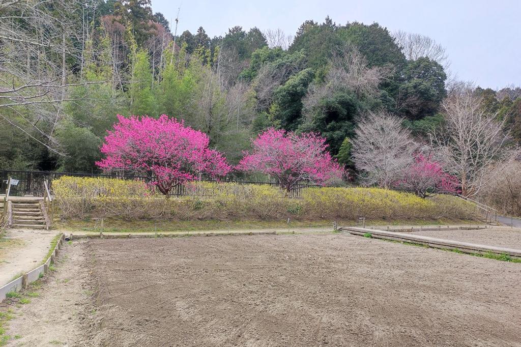 レンギョウと寒緋桜