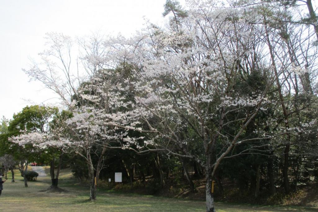 薄墨桜全景