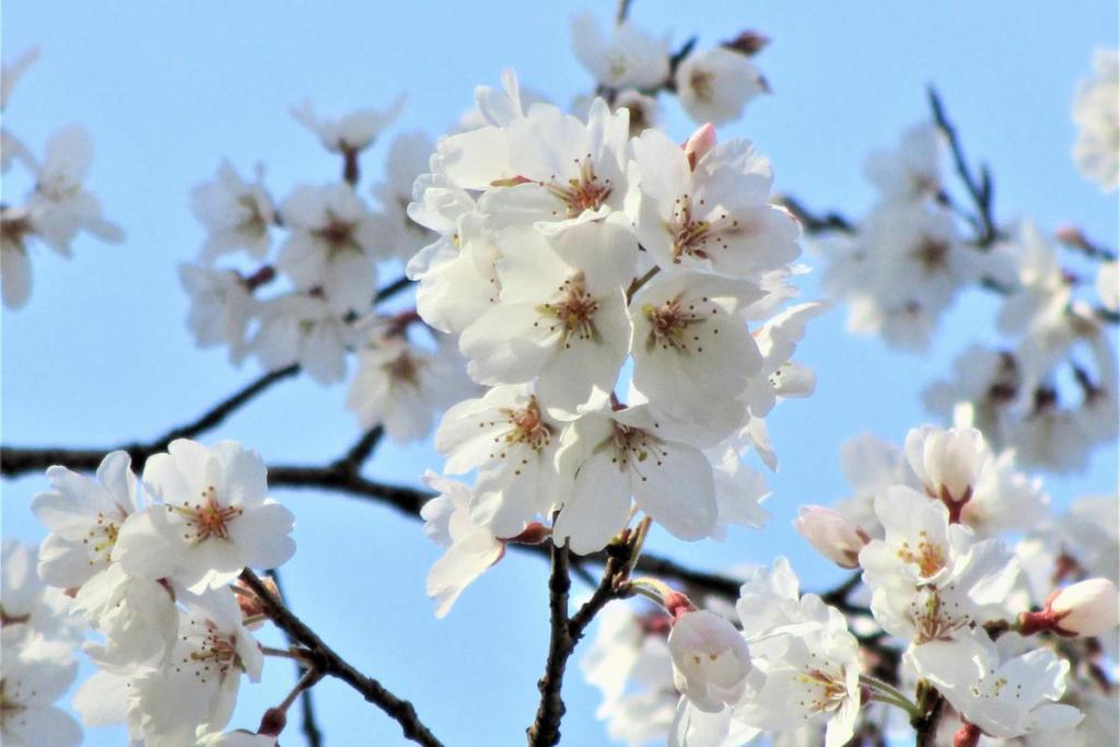 薄墨桜アップ