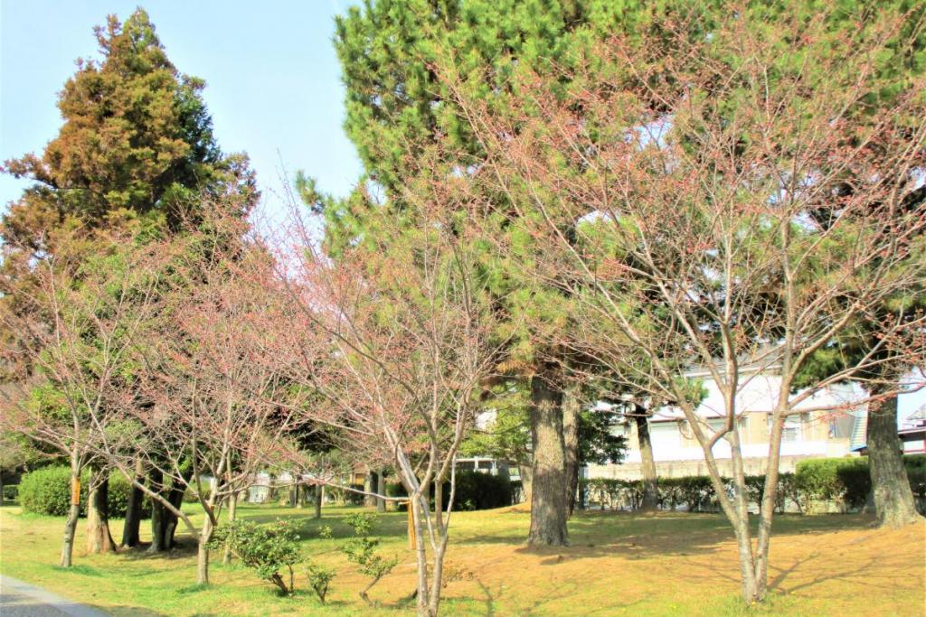 小松乙女全景