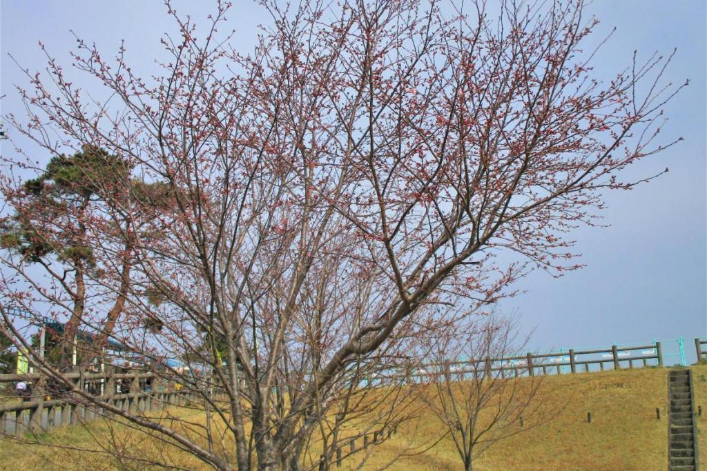 神代曙全景