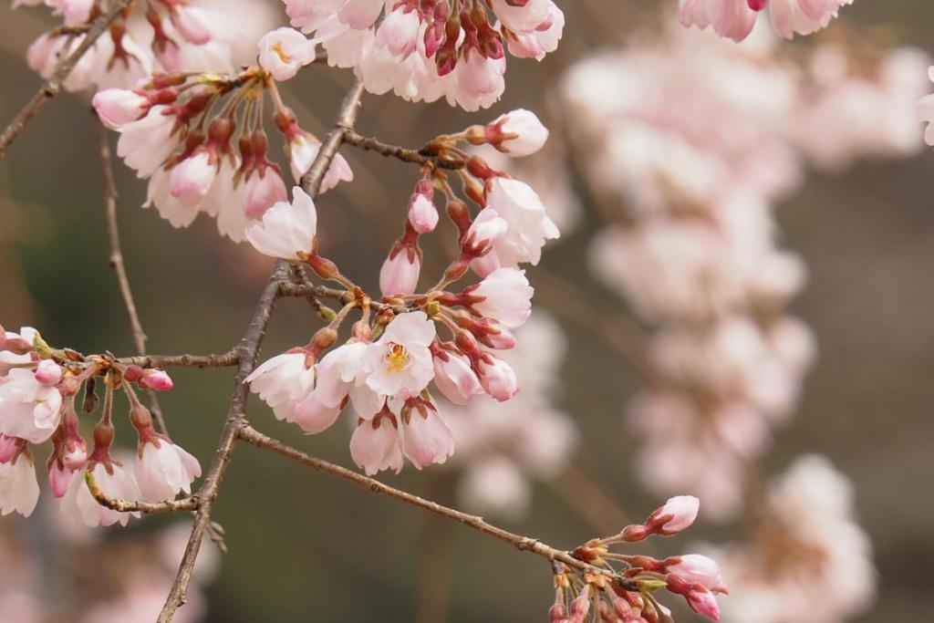 三春の滝桜