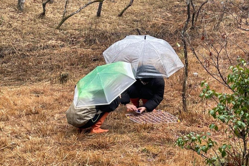 湿地の中でも、花芽を踏まないように調査を行います。