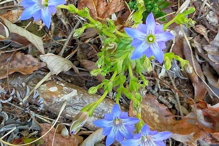 今年の花、もうすぐ湿地一面に咲き乱れます。