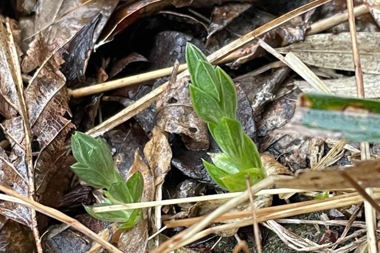 2月に芽吹いた株。花芽が１輪のみ。