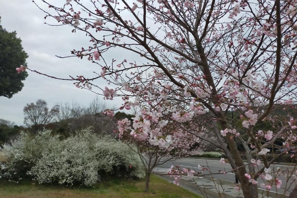 江戸彼岸桜
