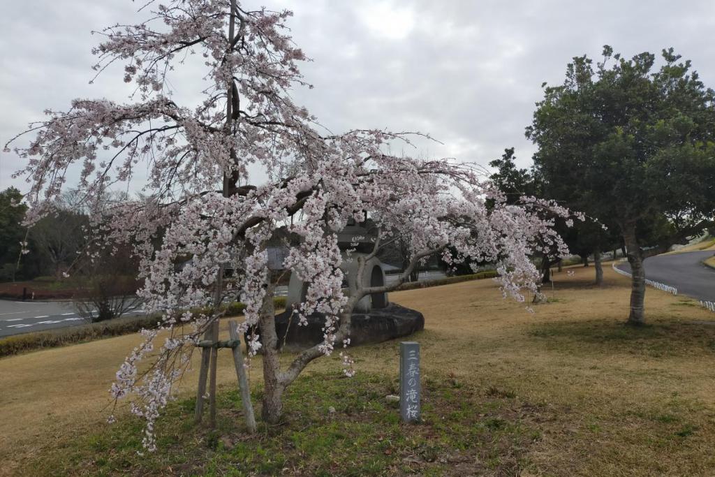 三春の滝桜