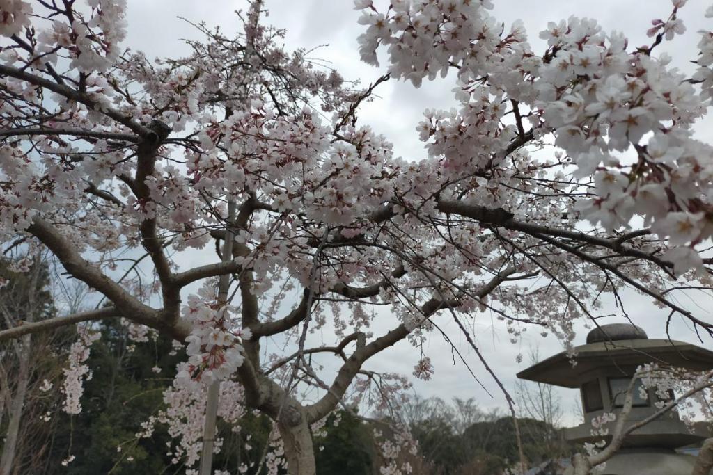 三春の滝桜