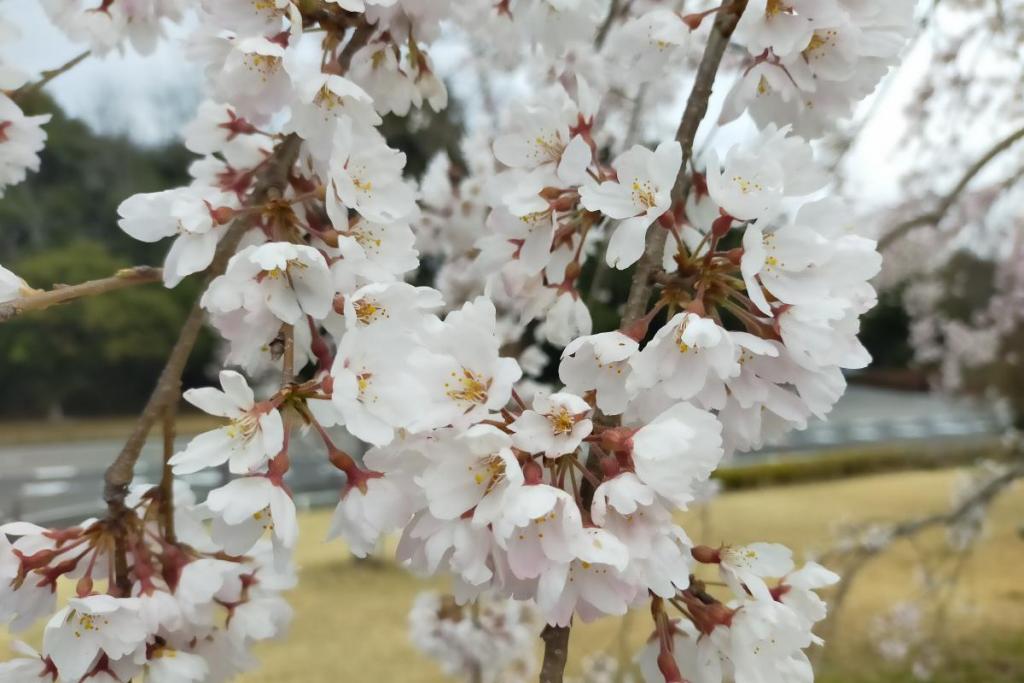 三春の滝桜