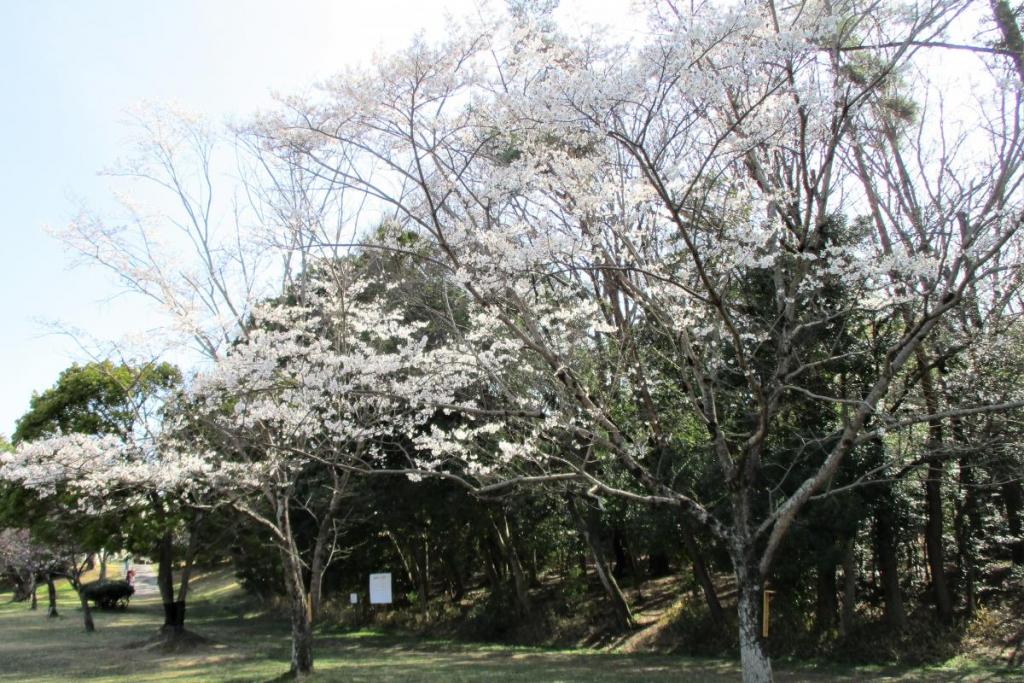 薄墨桜全景