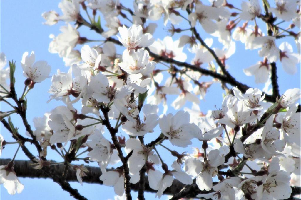 薄墨桜アップ1