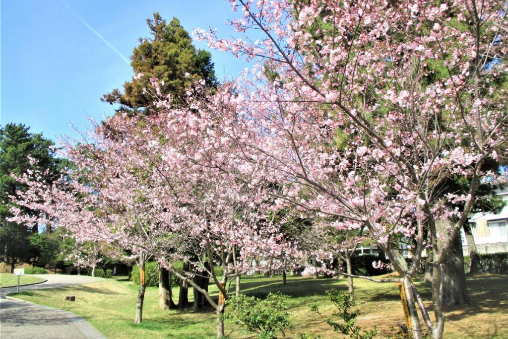 小松乙女全景