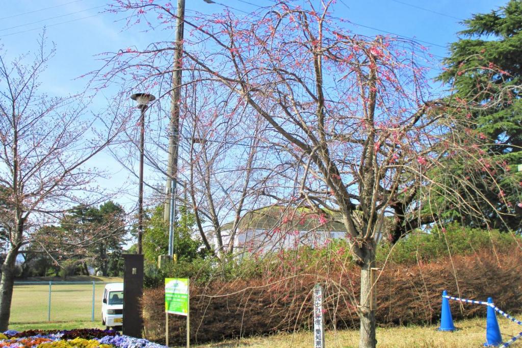 枝垂桜全景