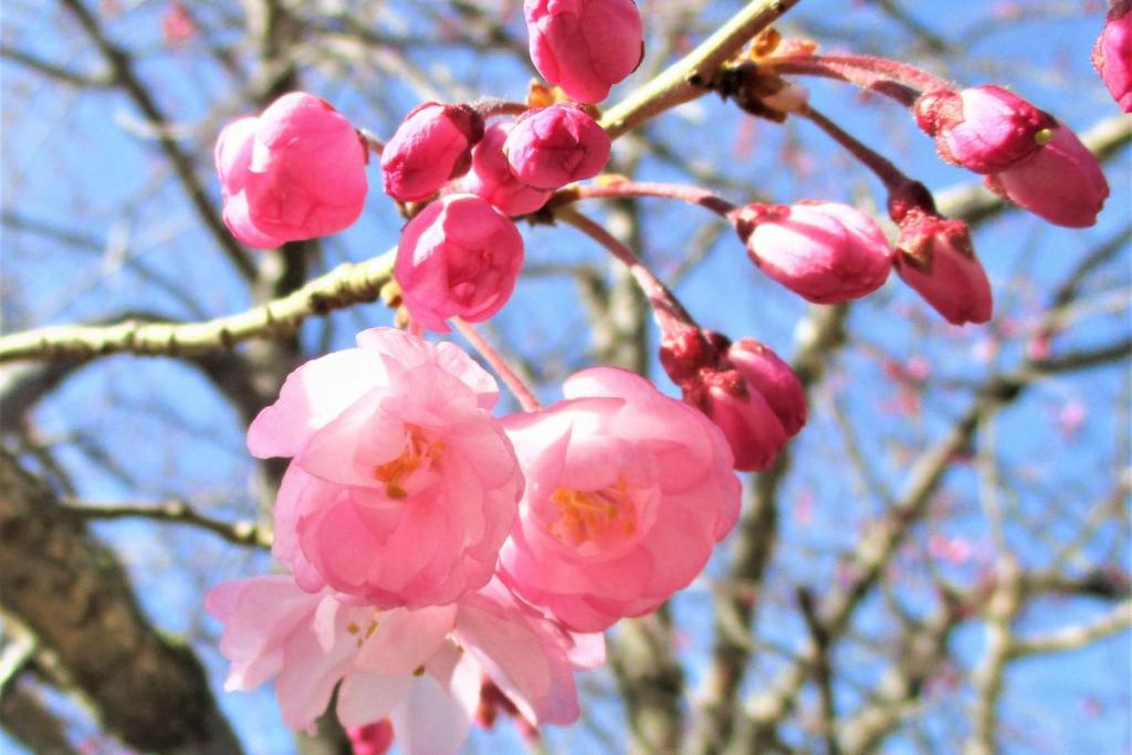 枝垂桜アップ