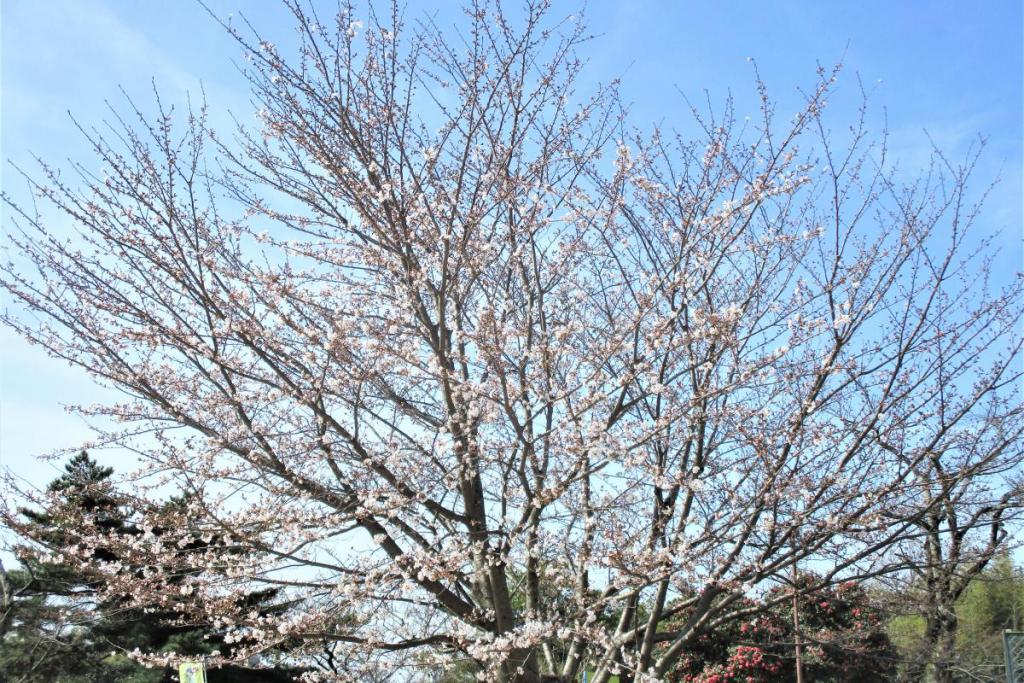 ソメイヨシノ全景