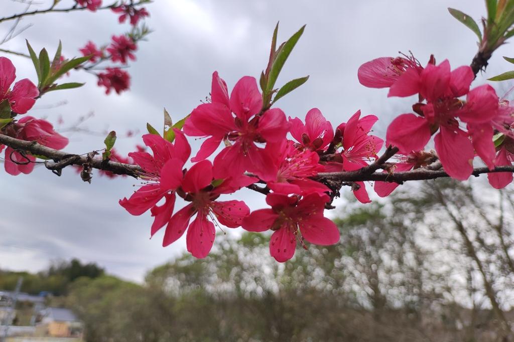 モモの花