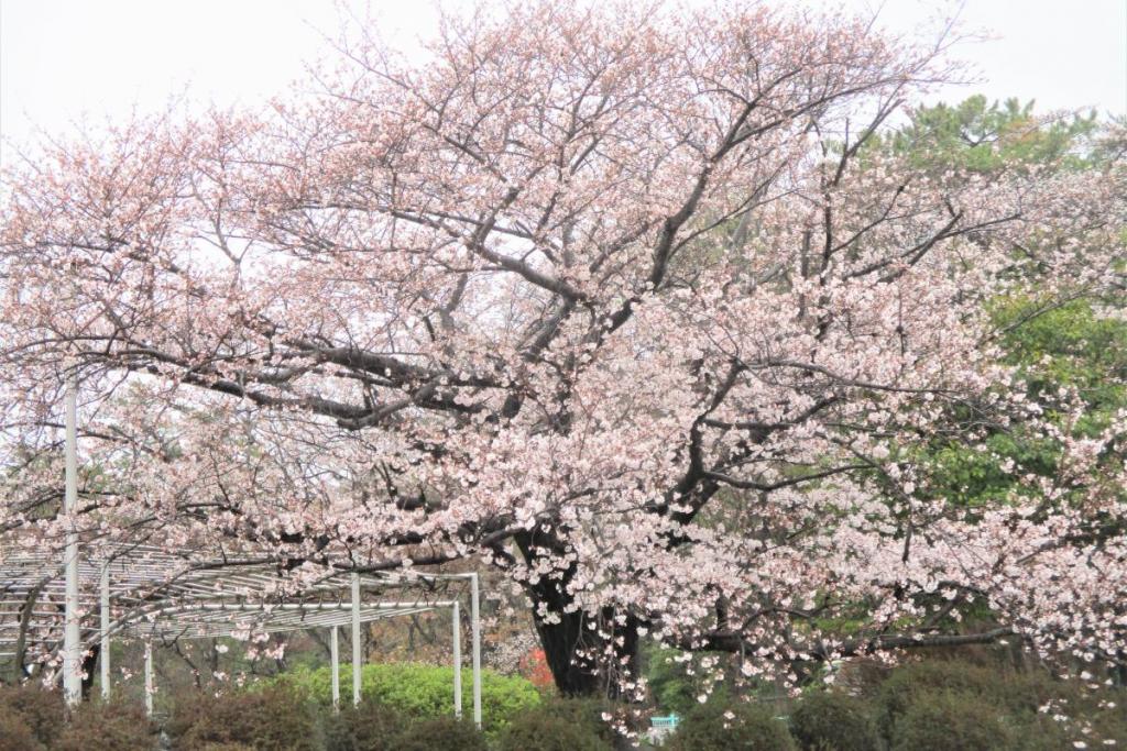 ソメイヨシノ全景2