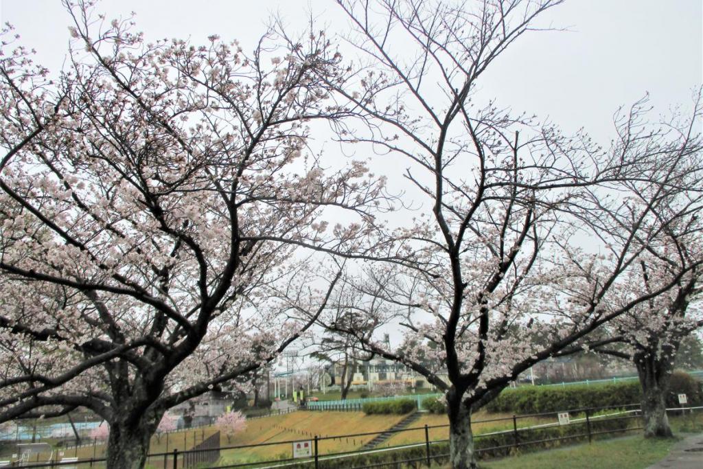 ソメイヨシノ全景3