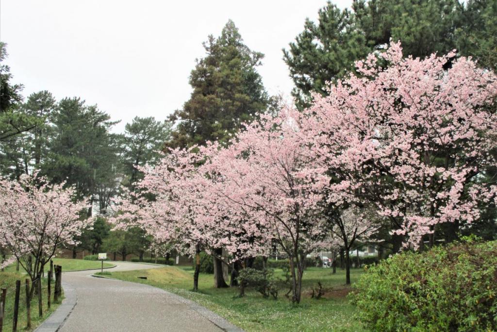 小松乙女全景