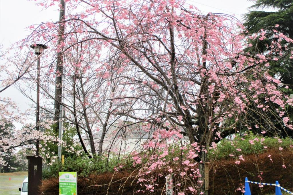 枝垂桜全景