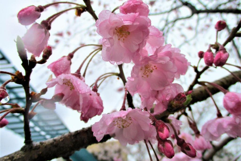 枝垂桜アップ