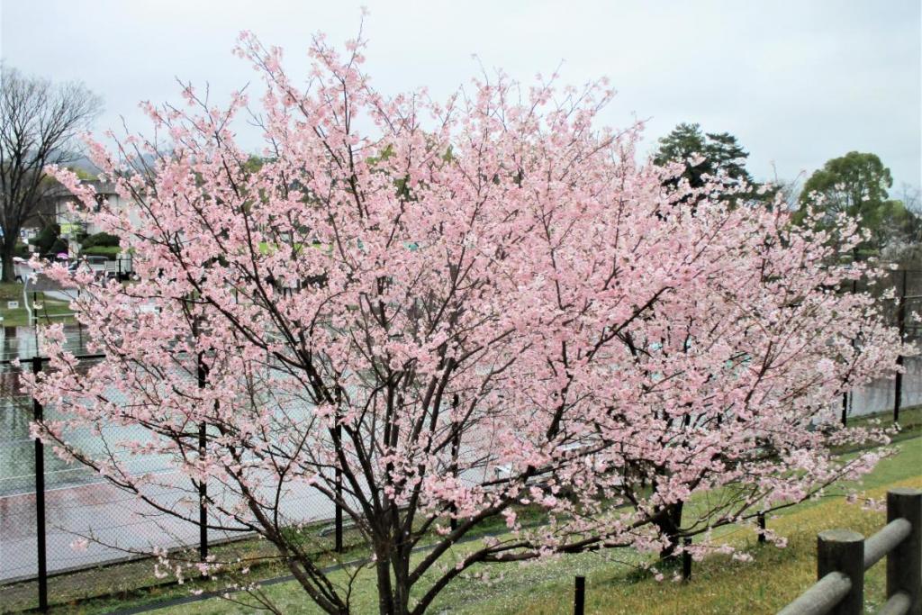 神代曙全景