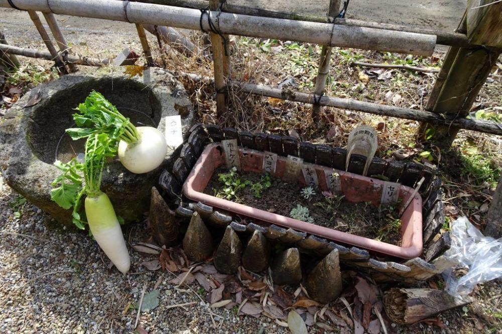 春の七草(管理棟庭のプランターで展示中）