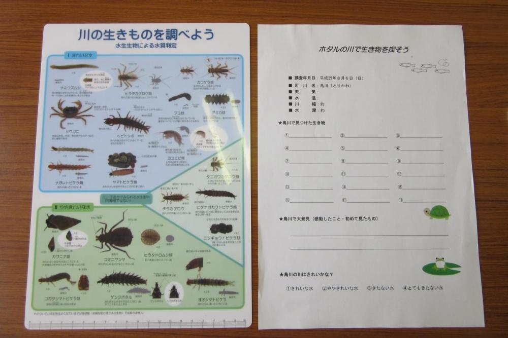 採集した生き物で川の綺麗さがわかります