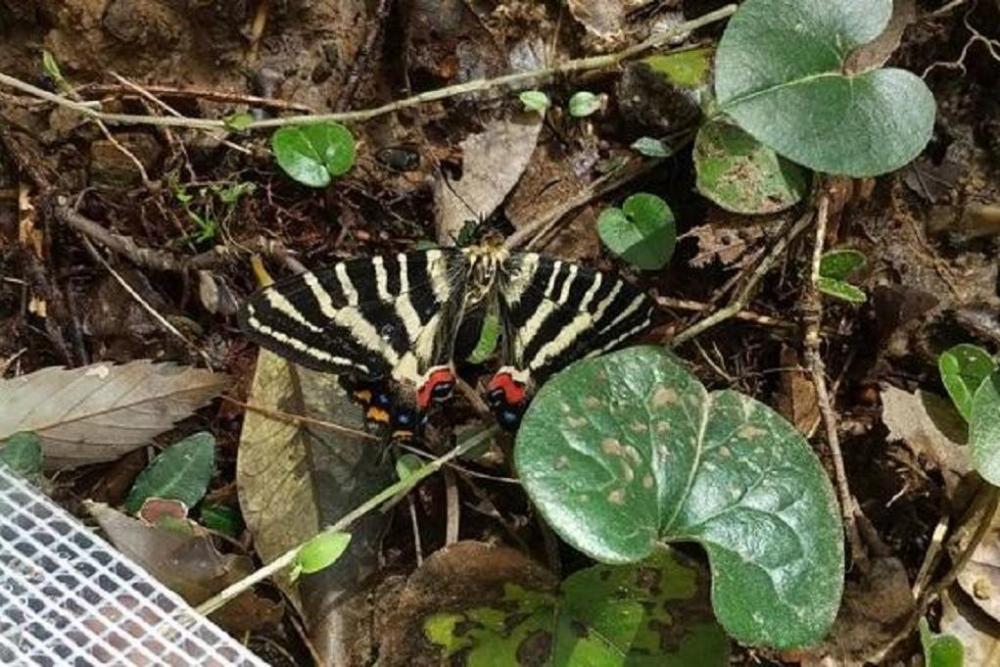 真っ先に羽化が確認された個体です。今日は６頭確認されました。