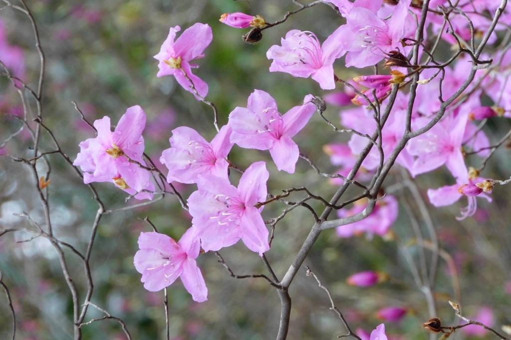 北山は桜ではなくコバノミツバツツジで春を感じます。