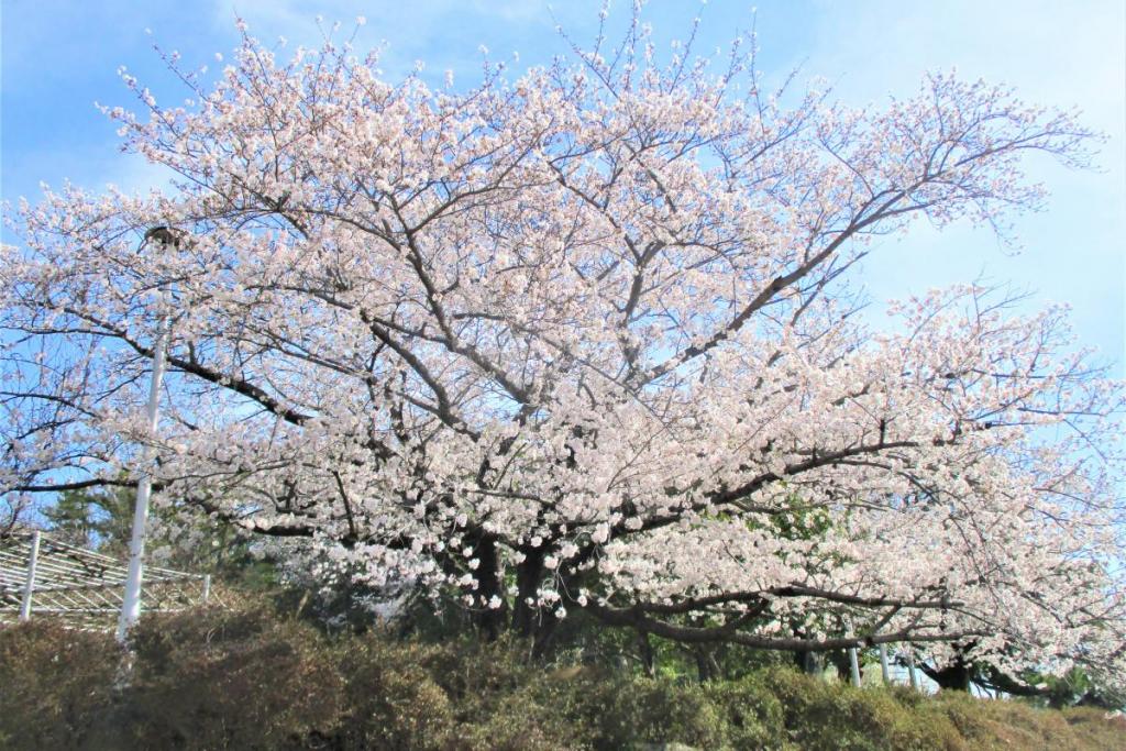 ソメイヨシノ全景1