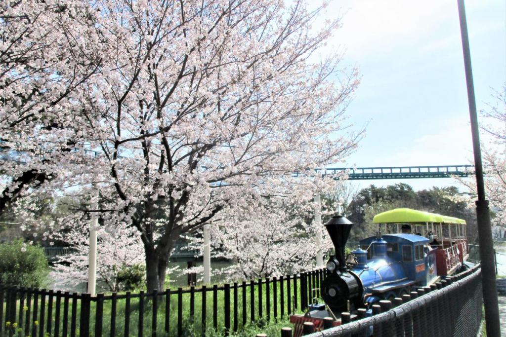 ソメイヨシノ全景2