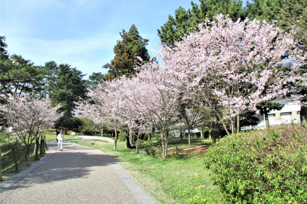 小松乙女全景
