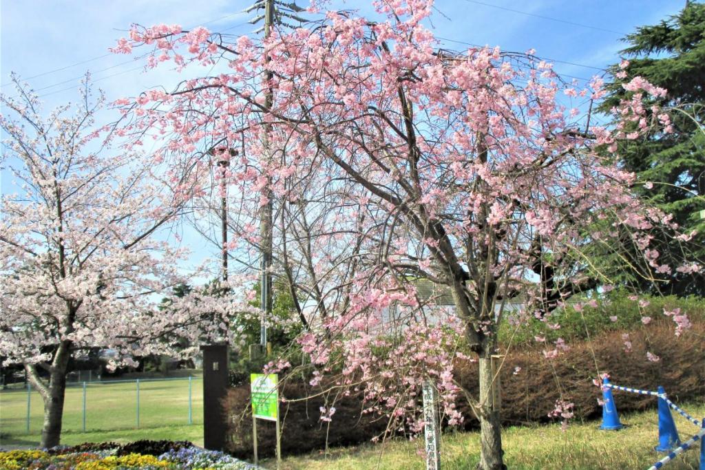 枝垂桜全景