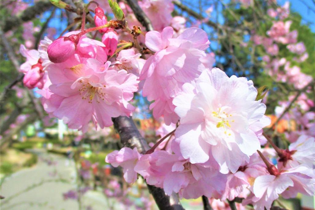 枝垂桜アップ