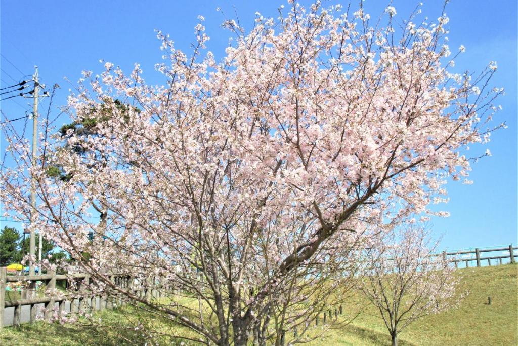 神代曙全景