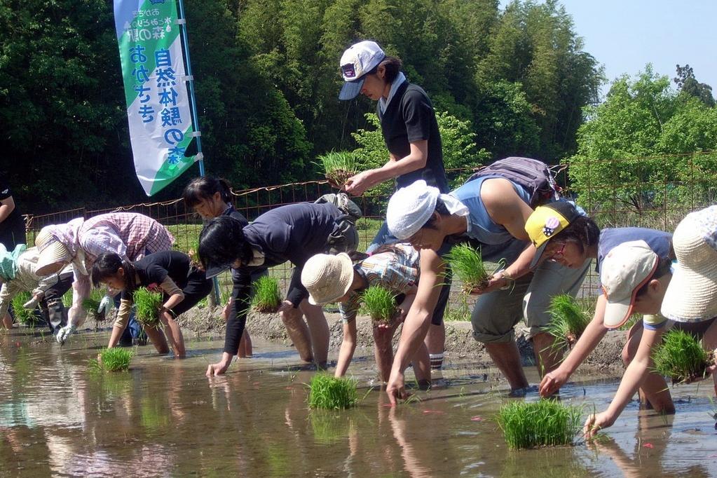 田植えの風景