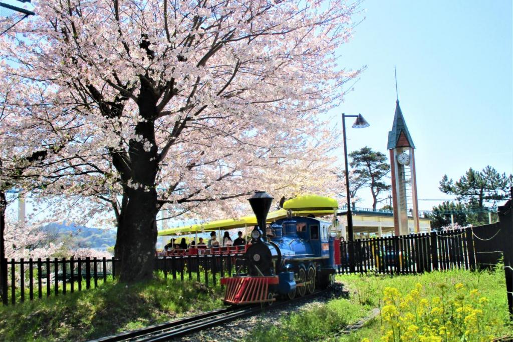 ソメイヨシノ全景2
