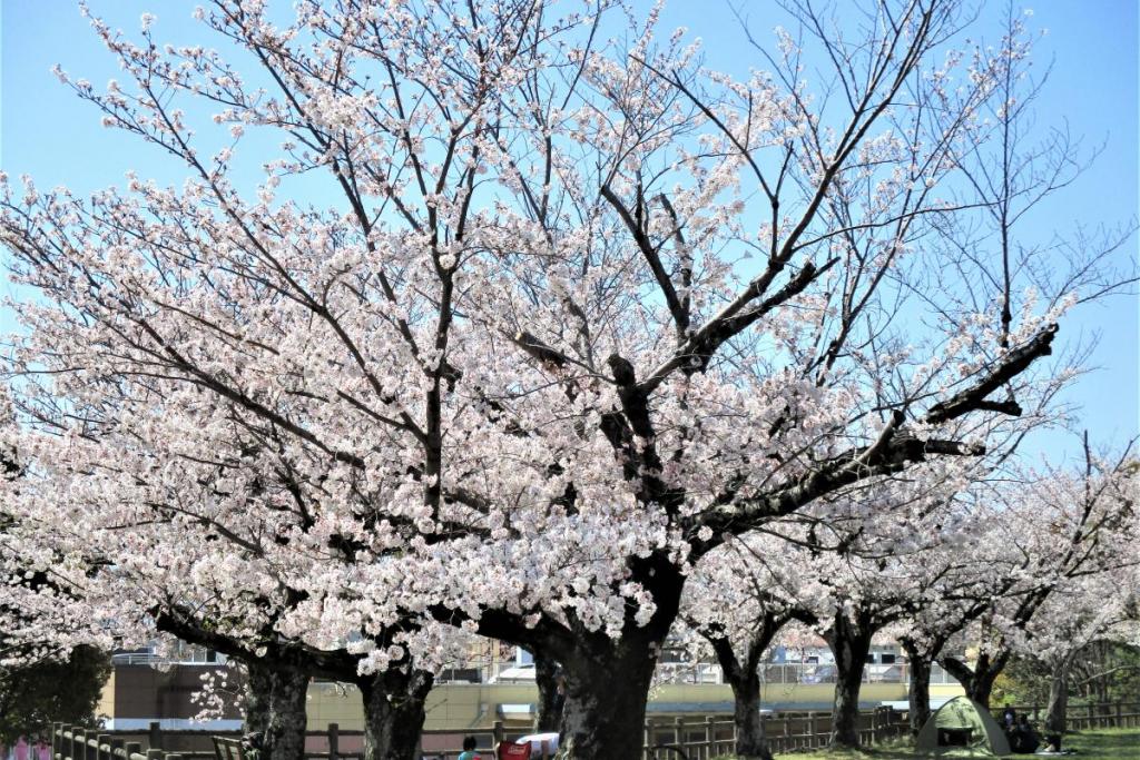 ソメイヨシノ全景3