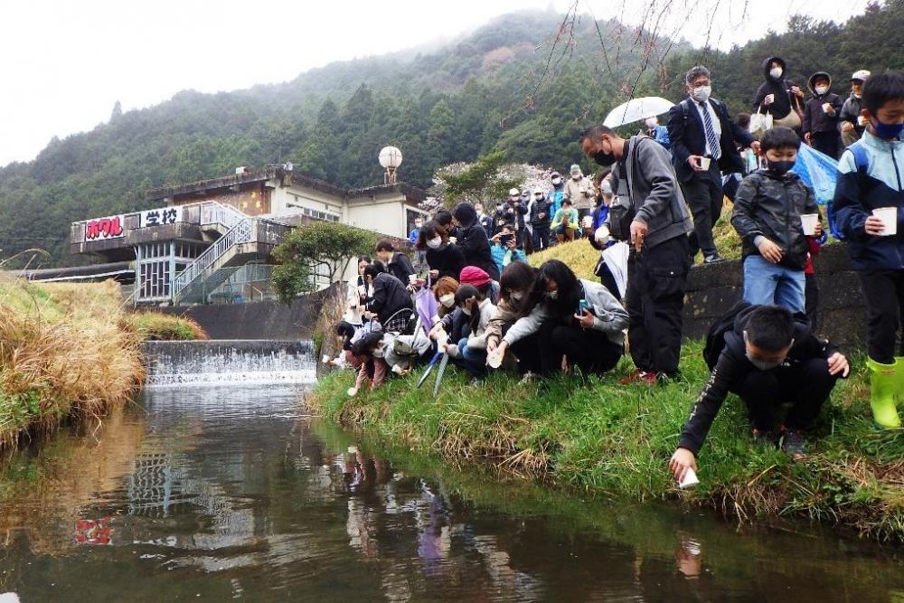 川へゲンジボタルの幼虫を放流する様子