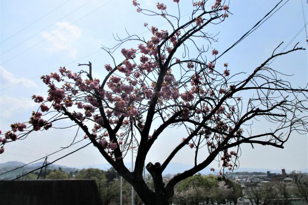 関山全景1