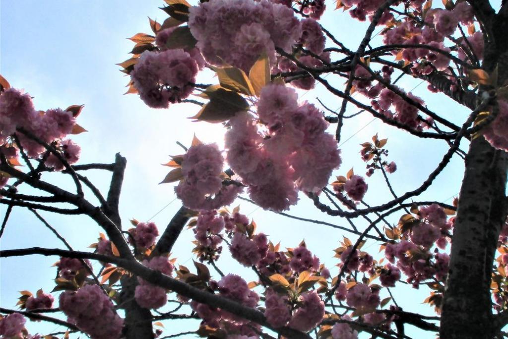 関山　花拡大1