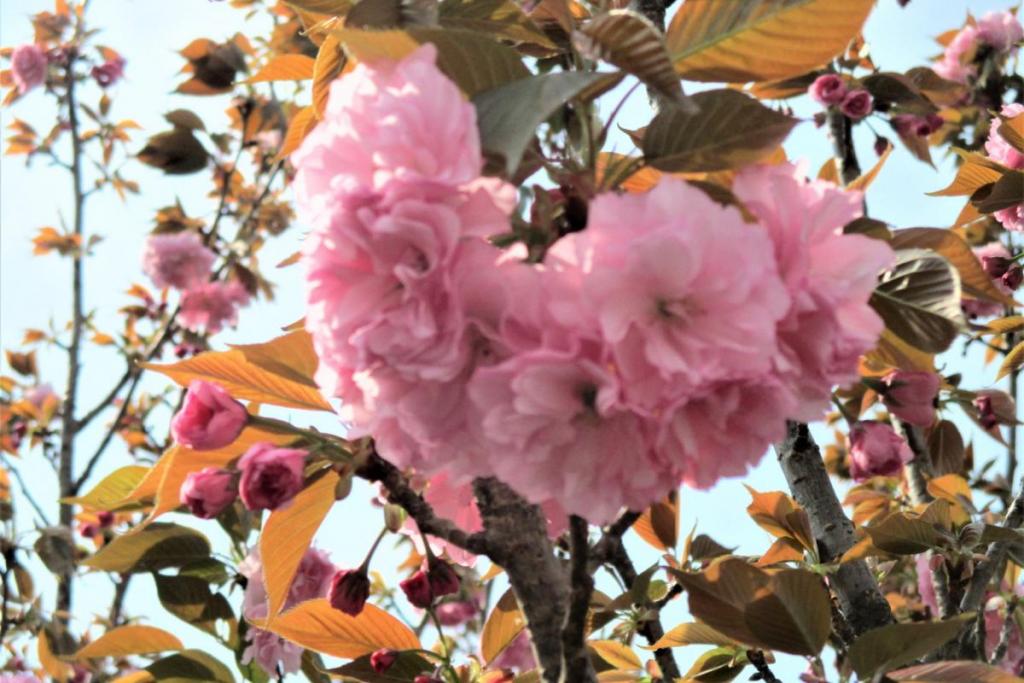 関山　花拡大2
