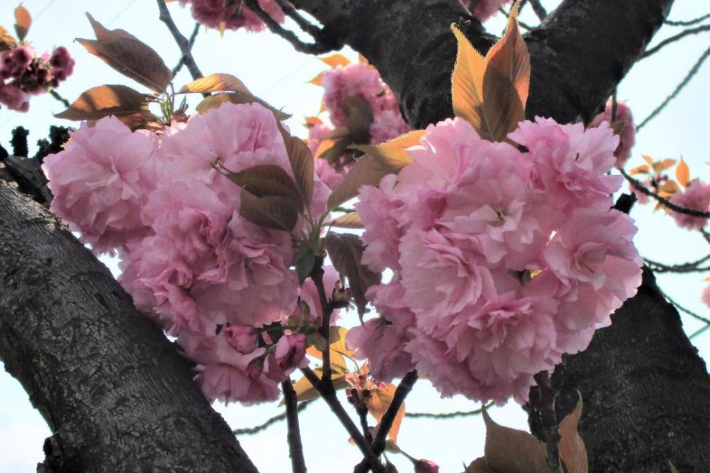 関山　花拡大3