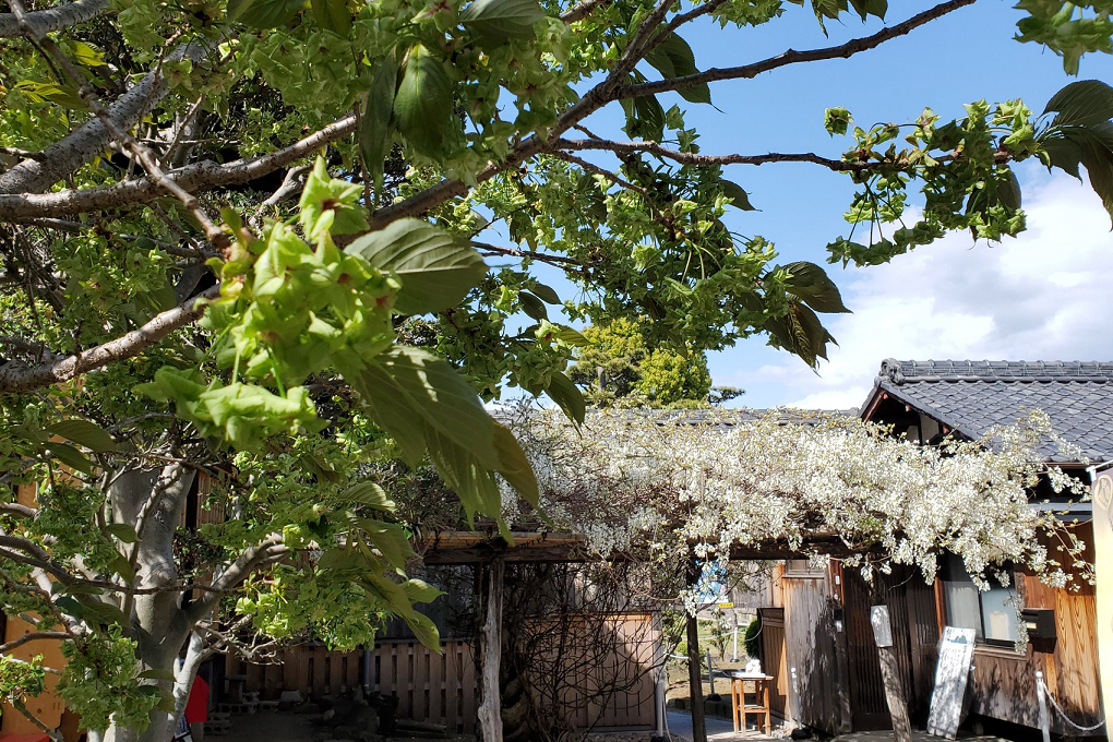 緑の桜「御衣黄桜」